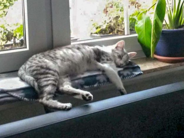 Kätzin Ruby im neuen neuen Zuhause / © 06.08.'16 Privat