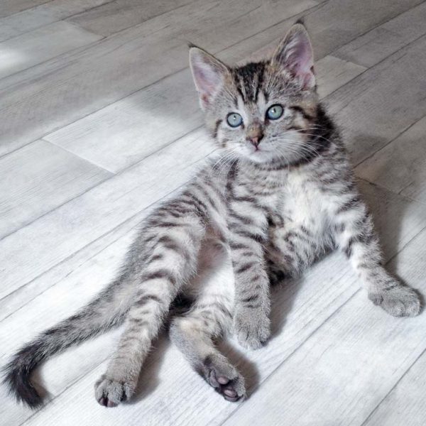 Kätzin Yukina / © 2016 Arche KaNaum (DN) Kätzin Yukina / © 2016 Arche KaNaum (DN)