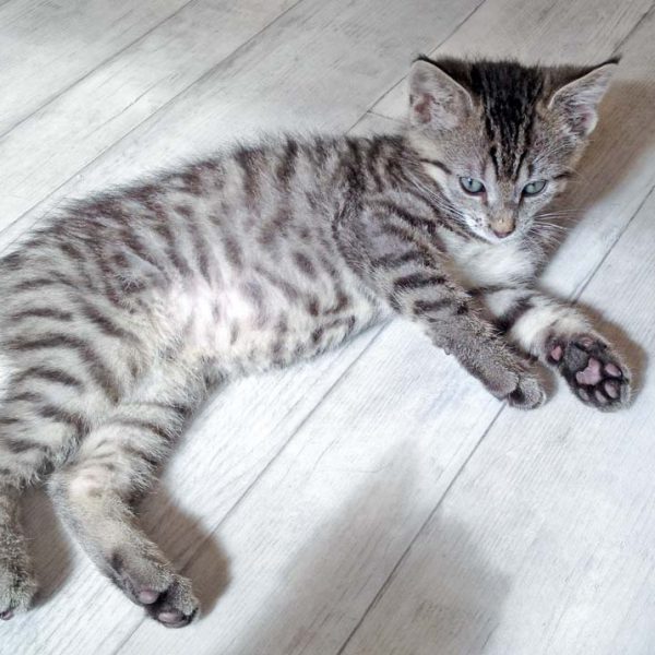 Kätzin Yukina / © 2016 Arche KaNaum (DN) Kätzin Yukina / © 2016 Arche KaNaum (DN)