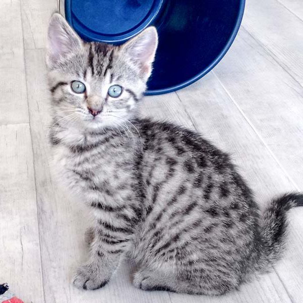 Kätzin Yukina / © 2016 Arche KaNaum (DN) Kätzin Yukina / © 2016 Arche KaNaum (DN)