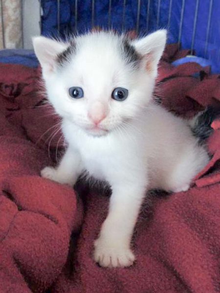 Katerchen Yannis, Sohn einer Streunermama / © 2016 Arche KaNaum (DN)