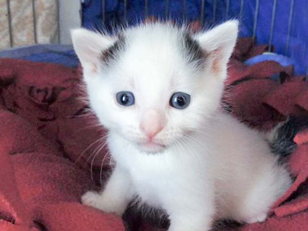 Katerchen Yannis, Sohn einer Streunermama / © 2016 Arche KaNaum (DN)