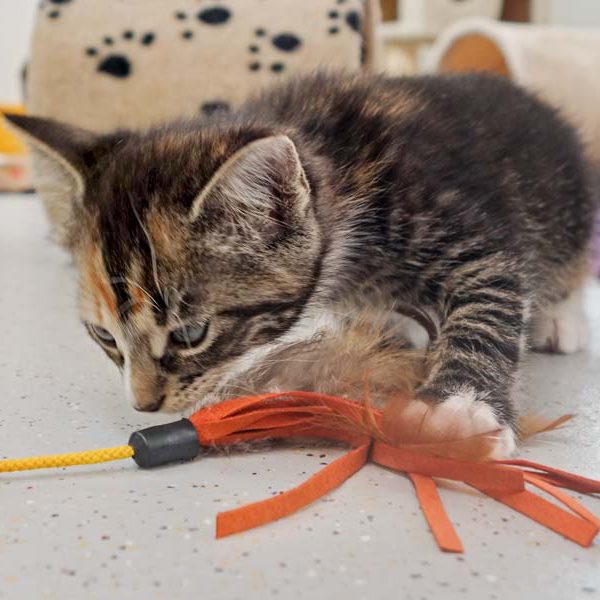 Kätzin Anni / © 2016 Arche KaNaum (JM)