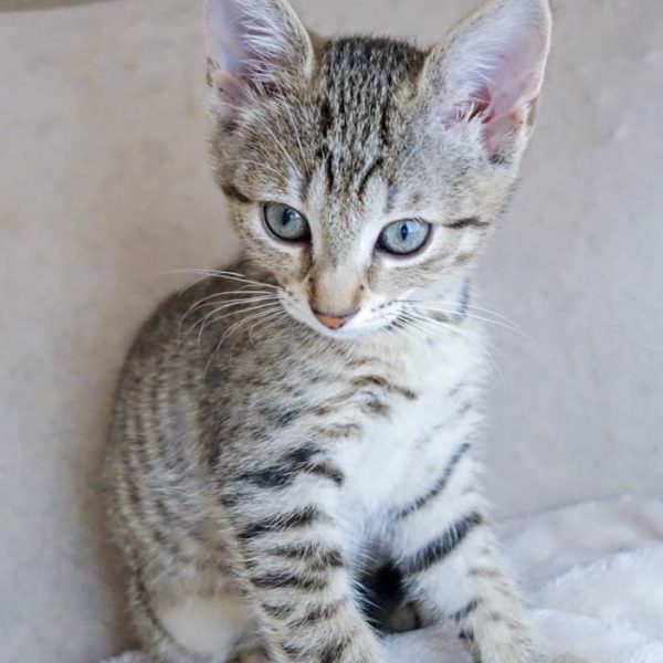 Kätzin Dalia / © 2016 Arche KaNaum (JM)