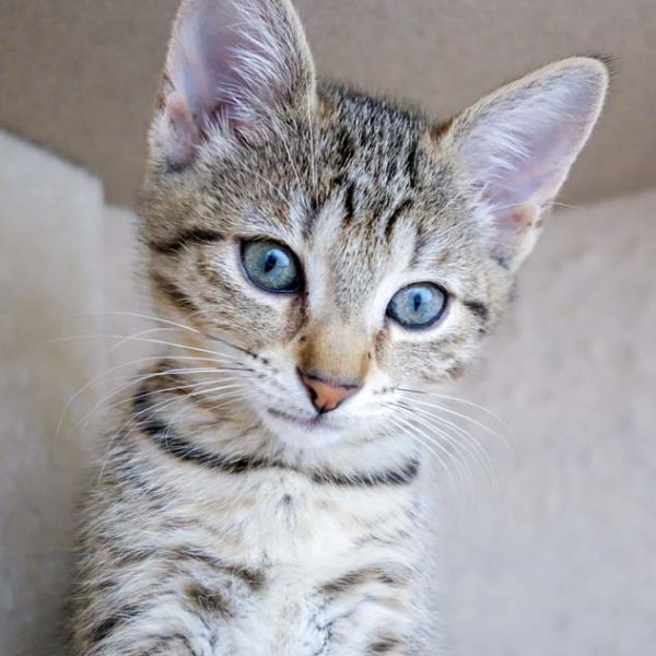 Kätzin Dalia / © 2016 Arche KaNaum (JM)