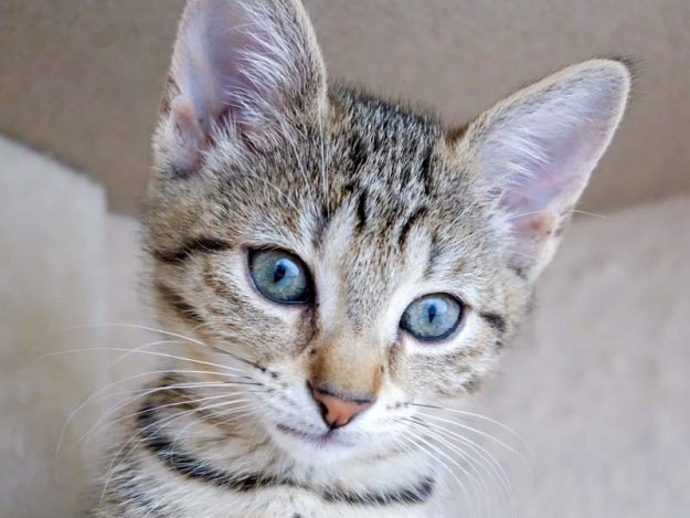 Kätzin Dalia / © 2016 Arche KaNaum (JM)