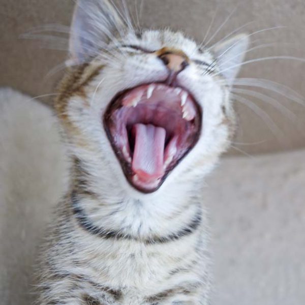 Kätzin Dalia / © 2016 Arche KaNaum (JM)