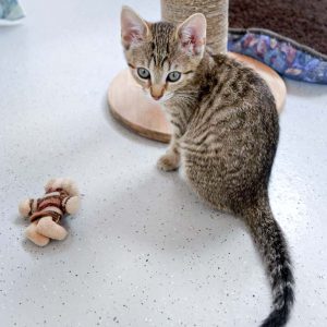 Kätzin Dalia / © 2016 Arche KaNaum (JM) Kätzin Dalia / © 2016 Arche KaNaum (JM)