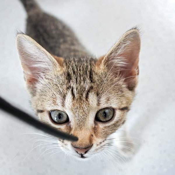 Kätzin Dalia / © 2016 Arche KaNaum (JM)