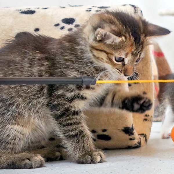 Kätzin Drusel / © 2016 Arche KaNaum (JM) Kätzin Drusel / © 2016 Arche KaNaum (JM)