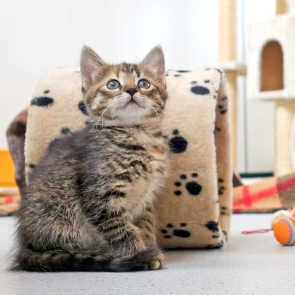 Kätzin Drusel / © 2016 Arche KaNaum (JM) Kätzin Drusel / © 2016 Arche KaNaum (JM)