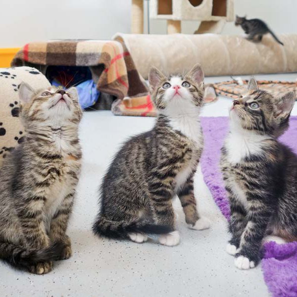 Kätzchen Drusel, Rüdi und Anni (v.l.n.r.) / © 2016 Arche KaNaum (JM)