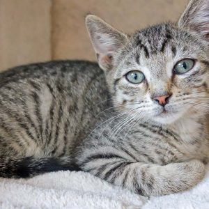 Eines der kleinen Leo-Kätzchen Miro, Olli, Nobby und Dalia / © 2016 Arche KaNaum (JM) Eines der kleinen Leo-Kätzchen Miro, Olli, Nobby und Dalia / © 2016 Arche KaNaum (JM)