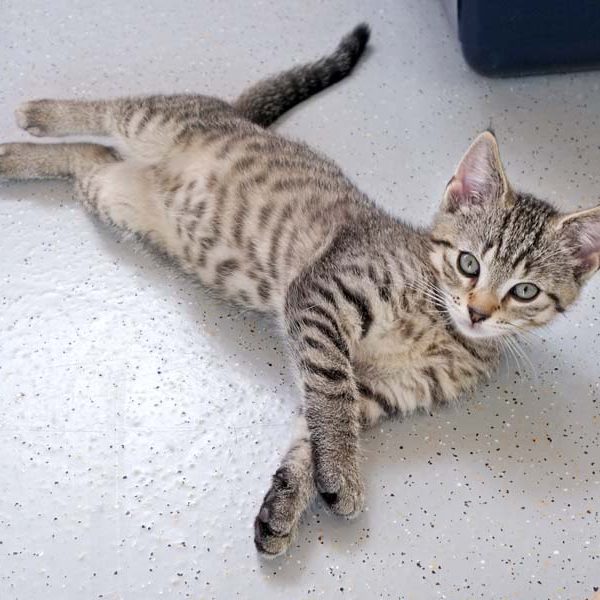 Katerchen Miro / © 2016 Arche KaNaum (JM)