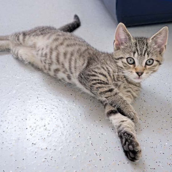 Katerchen Miro / © 2016 Arche KaNaum (JM)