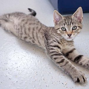 Katerchen Miro / © 2016 Arche KaNaum (JM) Katerchen Miro / © 2016 Arche KaNaum (JM)