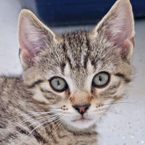 Katerchen Miro / © 2016 Arche KaNaum (JM)