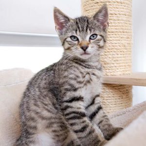 Katerchen Miro / © 2016 Arche KaNaum (JM) Katerchen Miro / © 2016 Arche KaNaum (JM)