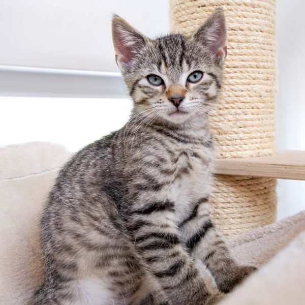 Katerchen Miro / © 2016 Arche KaNaum (JM)