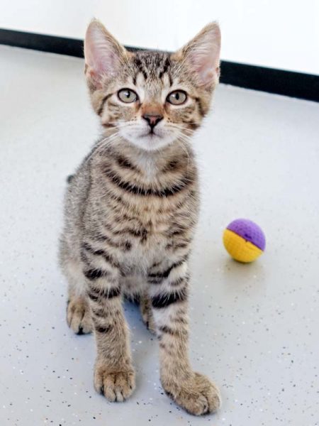 Katerchen Nobby / © 2016 Arche KaNaum (DN)