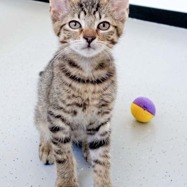 Katerchen Nobby / © 2016 Arche KaNaum (DN)