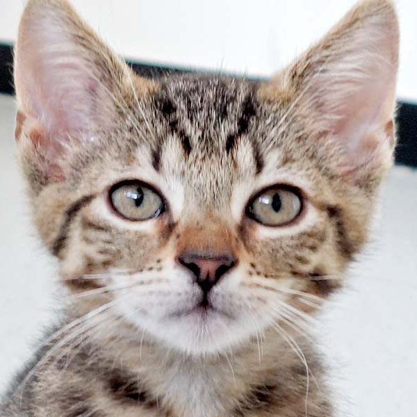 Katerchen Nobby / © 2016 Arche KaNaum (DN)