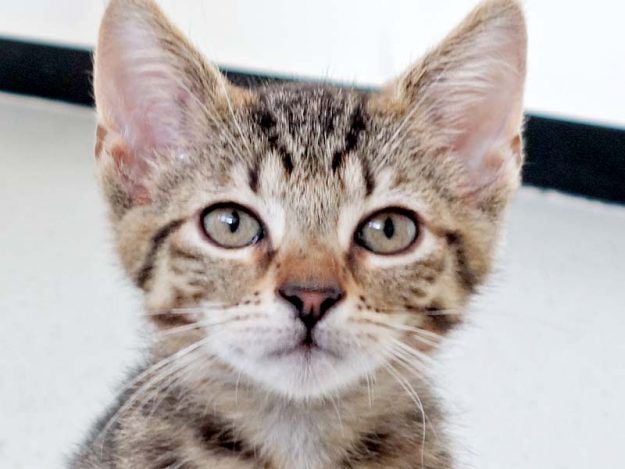 Katerchen Nobby / © 2016 Arche KaNaum (DN)