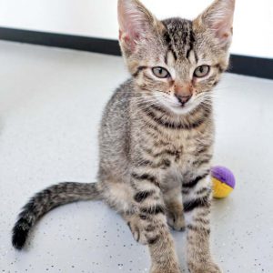 Katerchen Nobby / © 2016 Arche KaNaum (DN) Katerchen Nobby / © 2016 Arche KaNaum (DN)