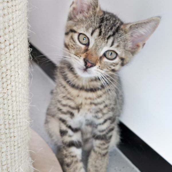 Katerchen Nobby / © 2016 Arche KaNaum (DN)