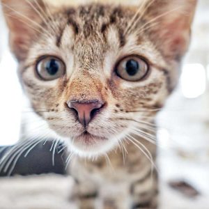 Katerchen Nobby / © 2016 Arche KaNaum (DN) Katerchen Nobby / © 2016 Arche KaNaum (DN)