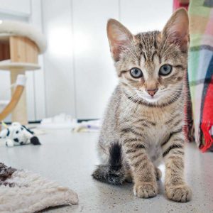 Katerchen Olli / © 2016 Arche KaNaum (JM) Katerchen Olli / © 2016 Arche KaNaum (JM)