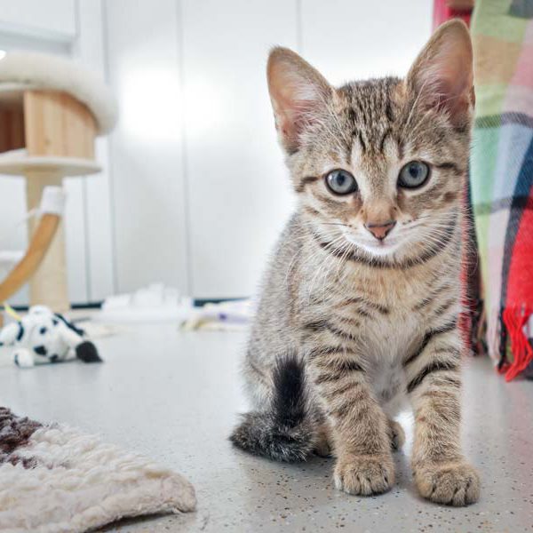 Katerchen Olli / © 2016 Arche KaNaum (JM) Katerchen Olli / © 2016 Arche KaNaum (JM)