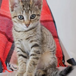 Katerchen Olli / © 2016 Arche KaNaum (JM) Katerchen Olli / © 2016 Arche KaNaum (JM)