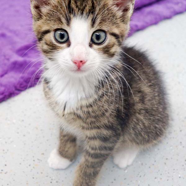 Katerchen Rüdi / © 2016 Arche KaNaum (JM)