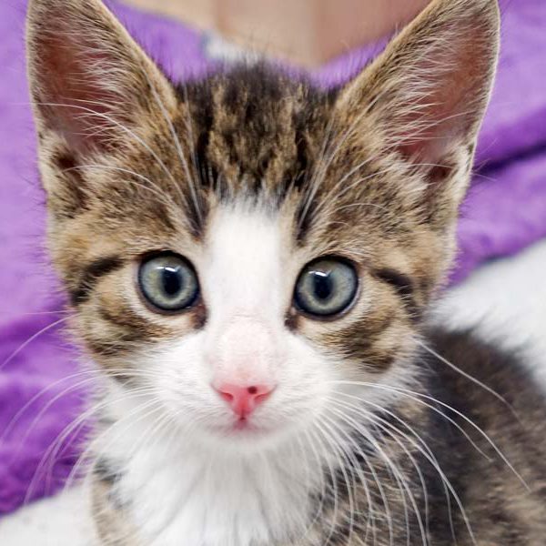 Katerchen Rüdi / © 2016 Arche KaNaum (JM)