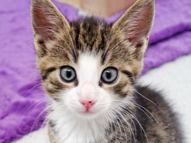 Katerchen Rüdi / © 2016 Arche KaNaum (JM)