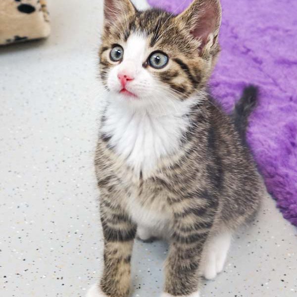 Katerchen Rüdi / © 2016 Arche KaNaum (JM)