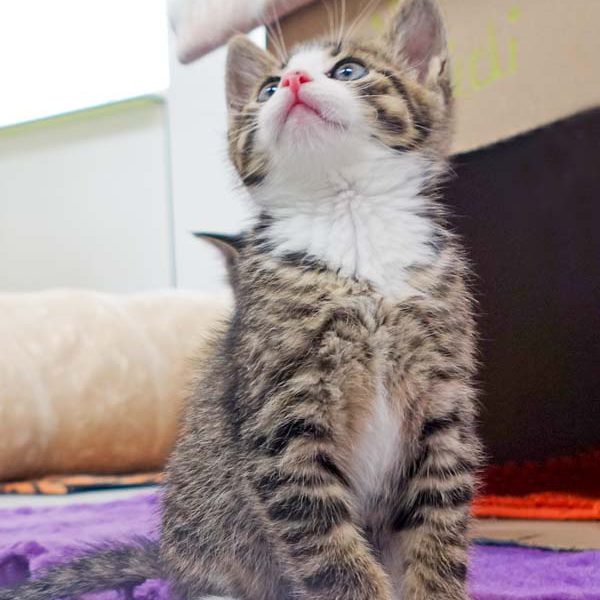 Katerchen Rüdi / © 2016 Arche KaNaum (JM)