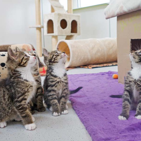 Kätzchen Rüdi, Ole und Anni (v.l.n.r.) / © 2016 Arche KaNaum (JM)