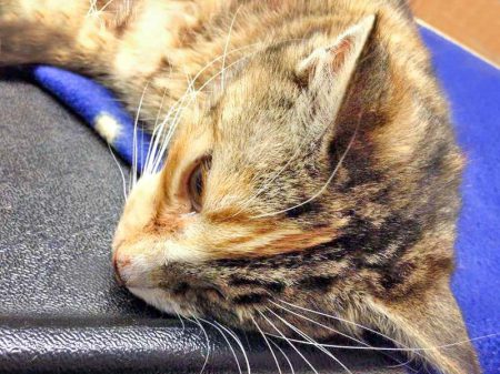 Katze Vittima / © 2016 Arche KaNaum (DN)