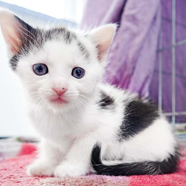 Katerchen Fillow / © 2016 Arche KaNaum (JM)