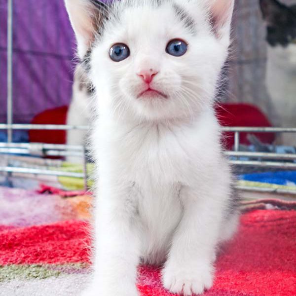 Katerchen Fillow / © 2016 Arche KaNaum (JM)