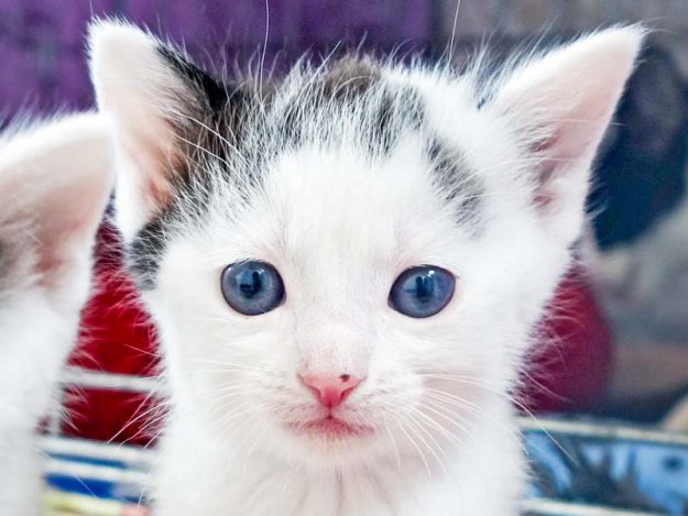 Katerchen Fillow / © 2016 Arche KaNaum (JM)