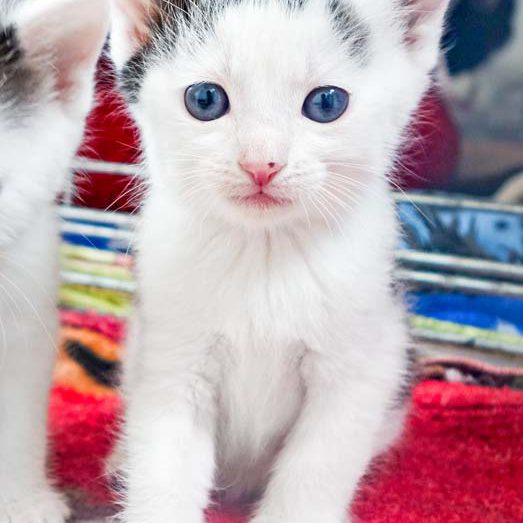 Katerchen Fillow / © 2016 Arche KaNaum (JM)