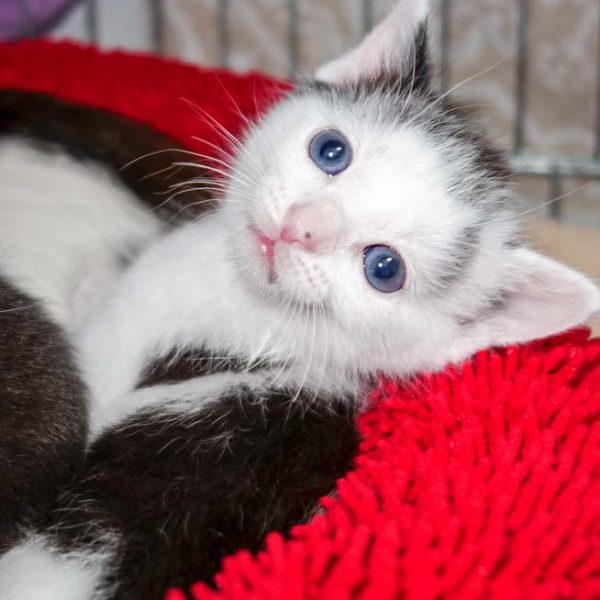 Katerchen Fillow / © 2016 Arche KaNaum (JM)