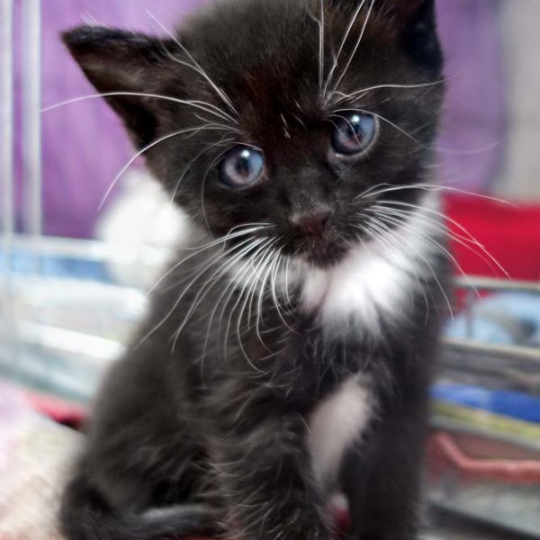 Katerchen Flip / © 2016 Arche KaNaum (JM)