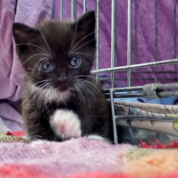 Katerchen Flip / © 2016 Arche KaNaum (JM)