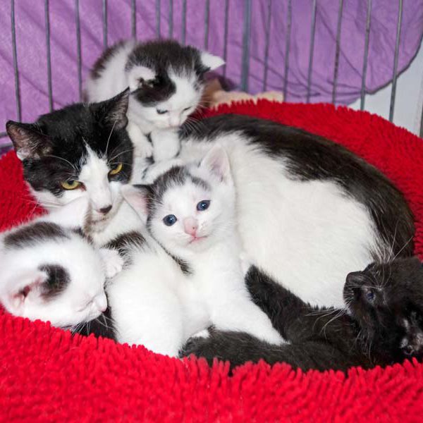 Mama-Kätzin Lisanna mit ihren 4 Jungs Lisandro (o.), Yannis (l.), Fillow (m.) und Flip (r.) / © 2016 Arche KaNaum (JM)