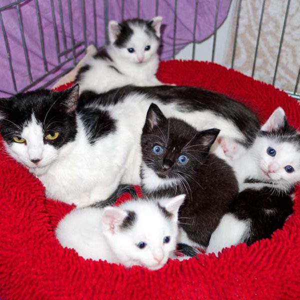 Mama-Kätzin Lisanna mit ihren 4 Jungs Lisandro (o.), Yannis (v.), Flip (m.) und Fillow (r.)  / © 2016 Arche KaNaum (JM) Mama-Kätzin Lisanna mit ihren 4 Jungs Lisandro (o.), Yannis (v.), Flip (m.) und Fillow (r.) / © 2016 Arche KaNaum (JM)