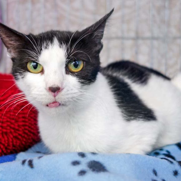 Kätzin Lisanna / © 2016 Arche KaNaum (JM)